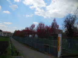 Prunus_persica.jpg