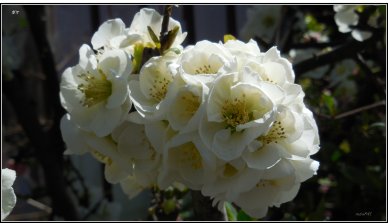八重に咲く白いきれいなボケの花