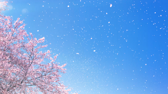 桜吹雪-S